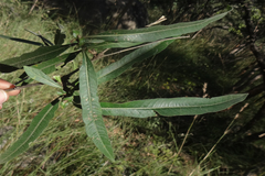 Morinda pubescens var. stenophylla